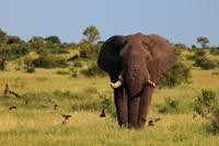Kruger NP - Elephnat Charging